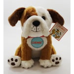 Chewie the English Bulldog